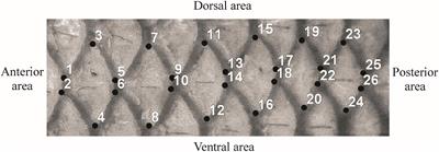 Fish Species Identification Using the Rhombic Squamation Pattern